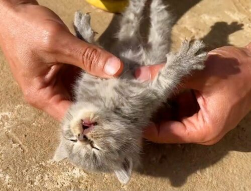 Kitten Frozen Solid Brought Back To Life by A Man