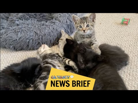 Kittens rescued from dumpster