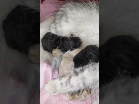 Newborn Kittens Drinking Milk