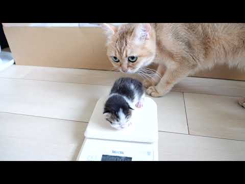 Three kittens challenge weight measurement