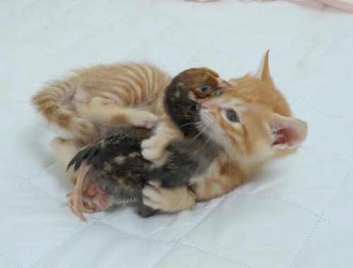Baby Kitten Hugged Tightly Because He Liked the Chick So Much