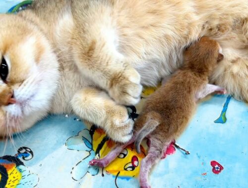 One hour after birth. A newborn kitten meows loudly, mother cat is at a loss