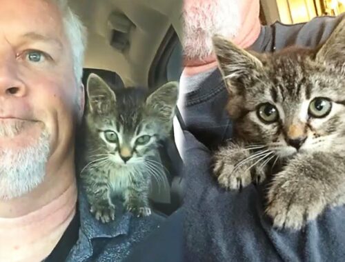 Stray Kitten Won't Stop Hugging The Man Who Rescued Him From The Road