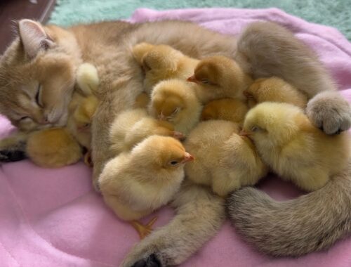 The kitten is a qualified mother of a chick, the daily life of the chick and the kitten