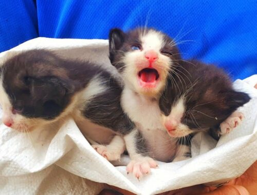 Try to save life of poor abandoned kittens | Adopted and nursed by Foster Cat Zoe