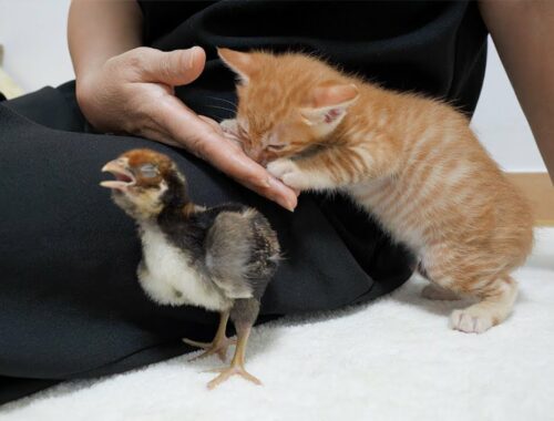 Tiny Chick and Tiny Kitten both Love Human being so much