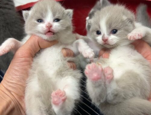New born kittens are so cute.