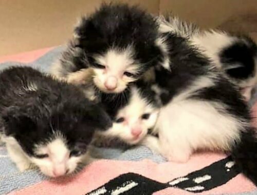 Rescue 4 Itty Bitty Tiny Kittens Who're Super Cute And Adorable
