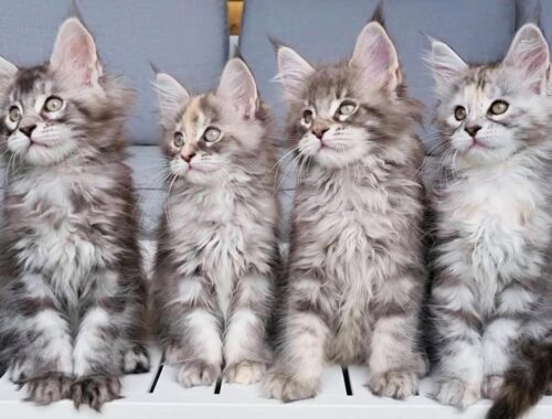 Synchronized Kittens - Adorable Little Maine Coons!