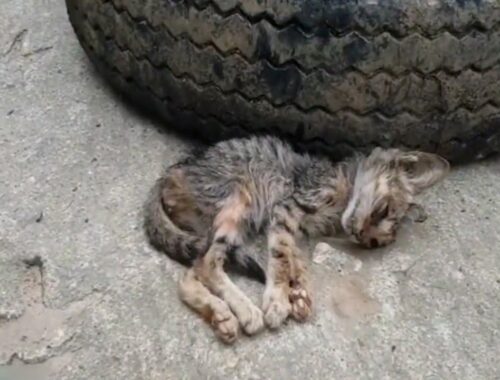 Rescue The Exhausted Little Stray kitten On The Village Road