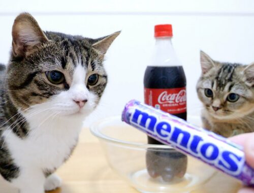 When Kitten Kiki challenges Mentos Cola for the first time!