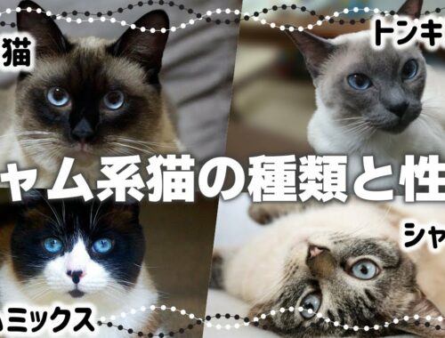 【シャム系猫4種の特徴】ポイントカラーとは｜毛色で分かる猫の性格