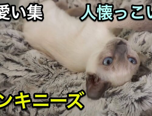 【トンキニーズ】レア猫、賢い甘えん坊ちゃん！トンキニーズの可愛い集【猫】