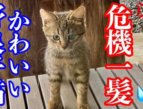 野良子猫が窓越しに保護子猫と遊んでたら…キジトラ姐さんが！！