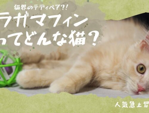 【猫界のテディベア】ラガマフィンってどんな猫？？