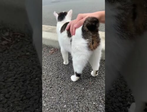 ジャパニーズボブテイルが可愛すぎるw Japanese Bob Tail Cats are So Cute lol Stray Cat’s Reaction After Being Patted