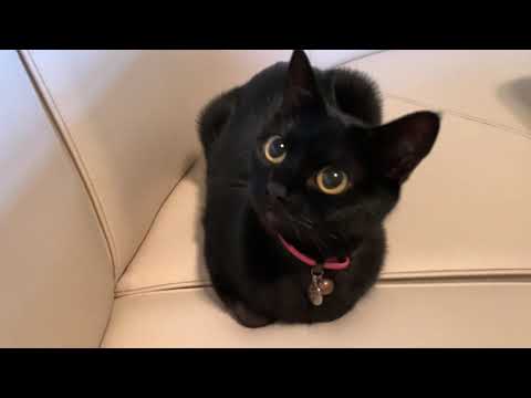 まん丸お目目の猫に癒される！黒猫ボンベイBlack bombay cat