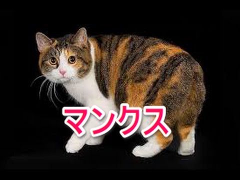 【猫図鑑】マンクス