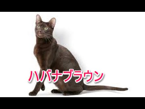 【猫図鑑】ハバナブラウン