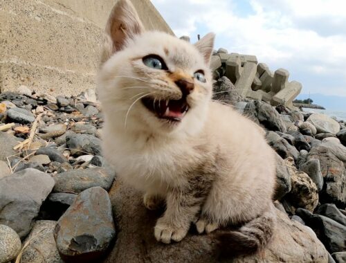 可愛い声で鳴くシャム子猫が海の岩場をチョロチョロと歩き回る