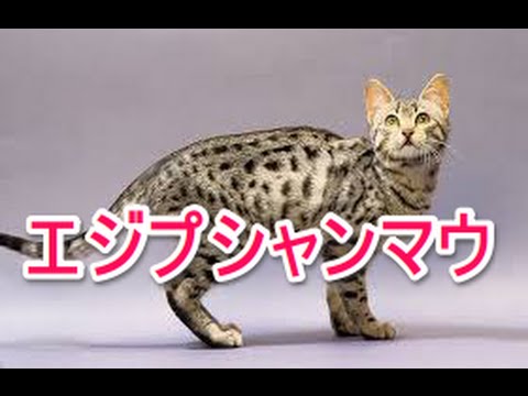 【猫図鑑】エジプシャンマウ