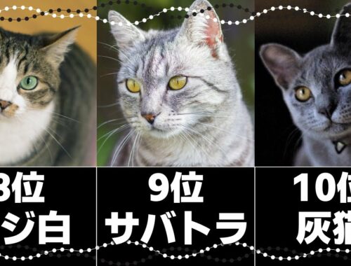 人気の猫柄ベスト10｜日本に多い猫の模様の種類と性格