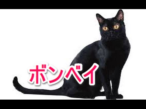【猫図鑑】ボンベイ