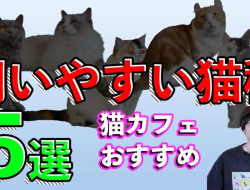 【猫カフェおすすめ！】飼いやすい猫種5選！！