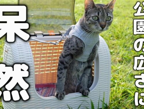 猫が初めて公園をお散歩したらドキドキわくわくだった【エジプシャンマウ】A cat(egyptianmau) walks in the Japanese park for the first time.
