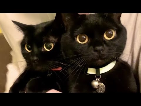 姉妹猫がオモカワすぎた！Black bombay cat 黒のボンベイ猫