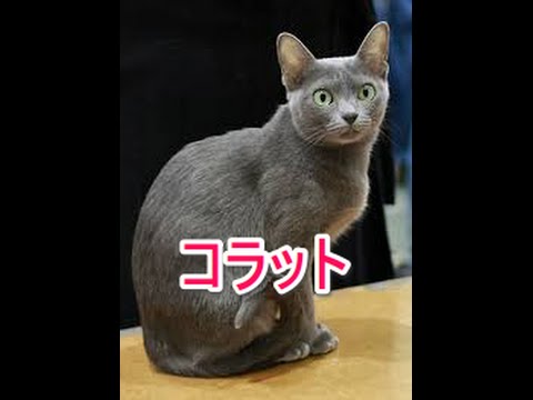 【猫図鑑】コラット