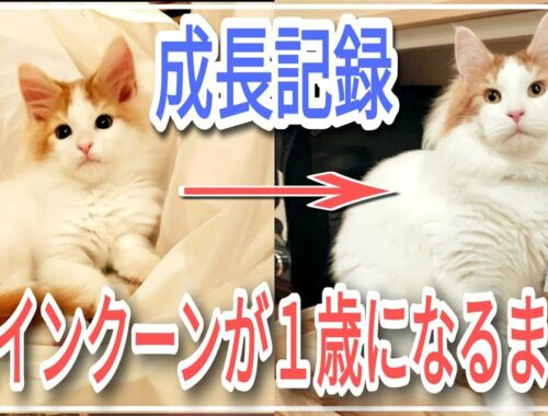 世界最大の猫種メインクーン♂【生後２ヶ月〜１歳】
