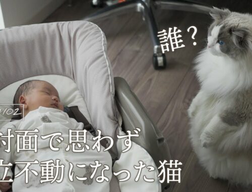 【赤ちゃんと初対面】新入りへのチェックが厳しい猫兄弟｜ラグドール猫 #102