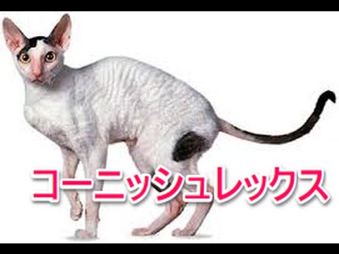 【猫図鑑】コーニッシュレックス