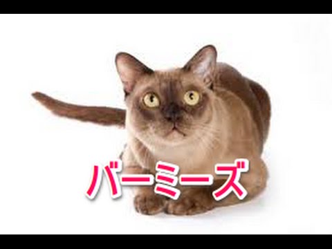 【猫図鑑】バーミーズ