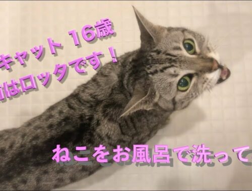 【ねこ】16歳猫をお風呂にいれてみた【オシキャット】
