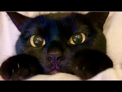 返事する猫ハナちゃん！Black bombay cat 黒のボンベイ猫