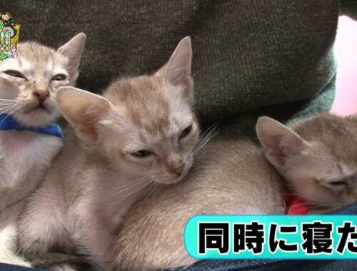 【シンガプーラ】兄弟　ご対面　寝落ち【かわいい猫まとめ動画】
