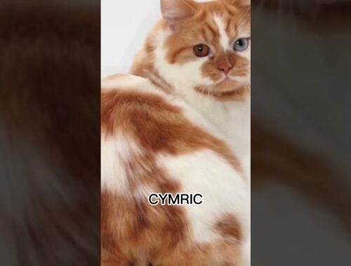 CYMRIC CAT 😻 #animals #cats #shorts #kawaii