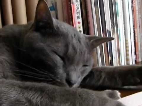 幸せを呼ぶ猫（コラット）の涼　ジーオインターネット放送局