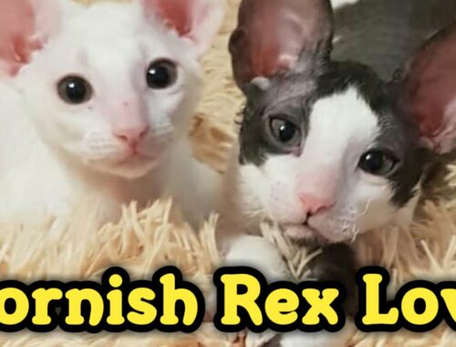 Lovely Cornish Rex Compilation : コーニッシュレックス