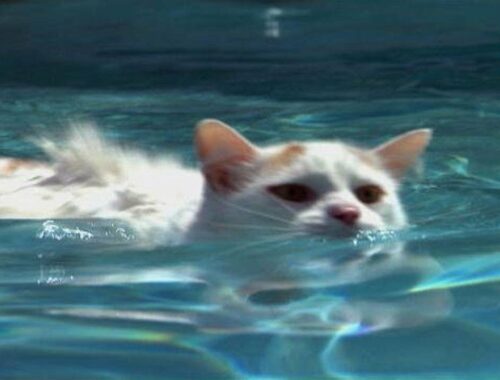 びっくり！水が好きで泳ぐ猫？ターキッシュバンをご紹介します！ - Japan Pets