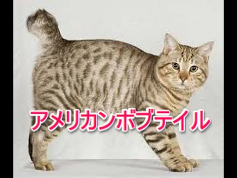 【猫図鑑】アメリカンボブテイル