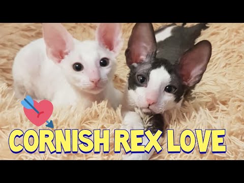 Lovely Cornish Rex Cat Compilation : コーニッシュレックス