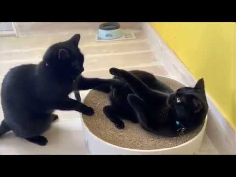 ４匹黒猫ボンベイファミリー☆ Black bombay cat（黒のボンベイ猫）にぎやかだった今日の1日☆姉妹のたたかいから始まった！