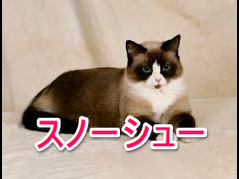 【猫図鑑】スノーシュー