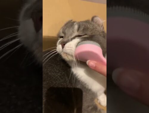 猫舌ブラシが大好きすぎる、たぴさん【アメリカンカール】