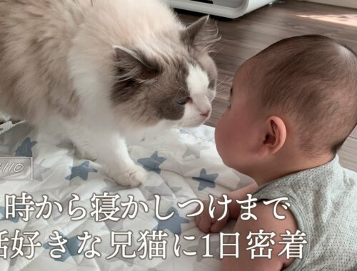 【ルーティン】赤ちゃんを見守る兄猫の日常｜ラグドール猫 #110