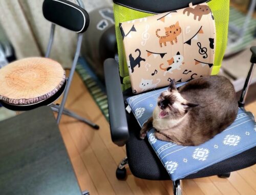 離れた隙にシャム猫が椅子を占領してたので他の椅子を出して座ったら🙃