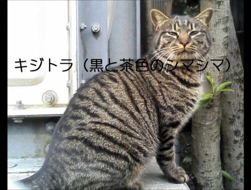日本猫の種類（柄）や毛色Kind of Japan cat
